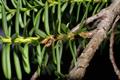 Taxus brevifolia